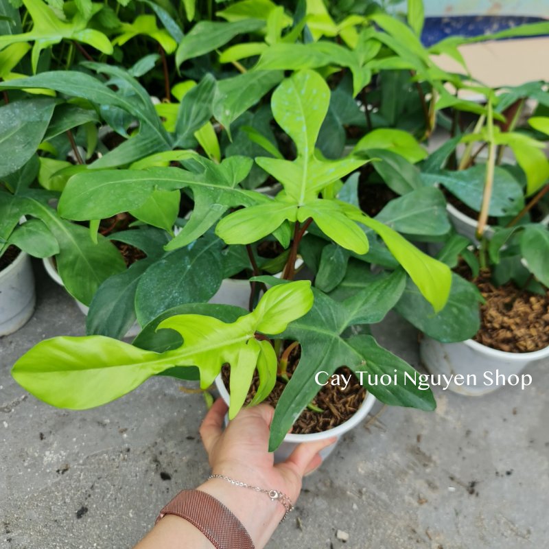 CÂY ÉN XANH Philodendron Florida Green (Trầu bà cánh én), (cao 20-25cm), cây cảnh Trong nhà, kiểng lá Văn phòng đẹp, hợp Phong thuỷ, GIÁ RẺ, lọc không khí, Cây Tươi Nguyên CTN1260 3