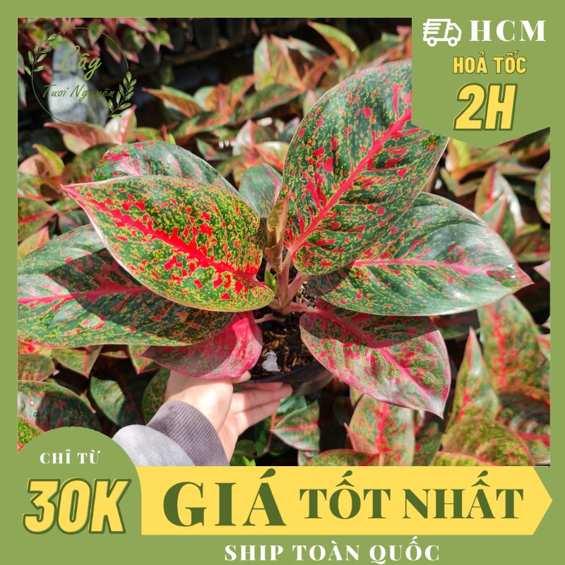 CÂY NHƯ Ý, (cao 25cm), cây cảnh Trong nhà, kiểng lá mini để bàn Văn phòng đẹp, hợp Phong thuỷ, GIÁ RẺ, lọc không khí, Cây Tươi Nguyên CTN1150