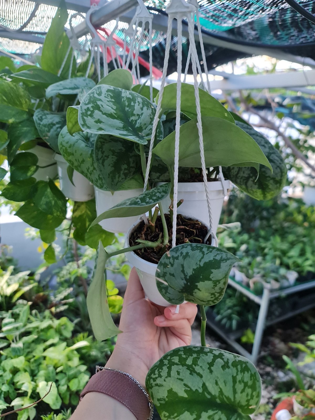 CÂY TRẦU BÀ LỤA GIỎ TREO Size Mini,(cao 10cm), cây phong thủy hút tài lộc để bàn mini GIÁ RẺ, lọc không khí, Cây Tươi Nguyên CTN1060 3