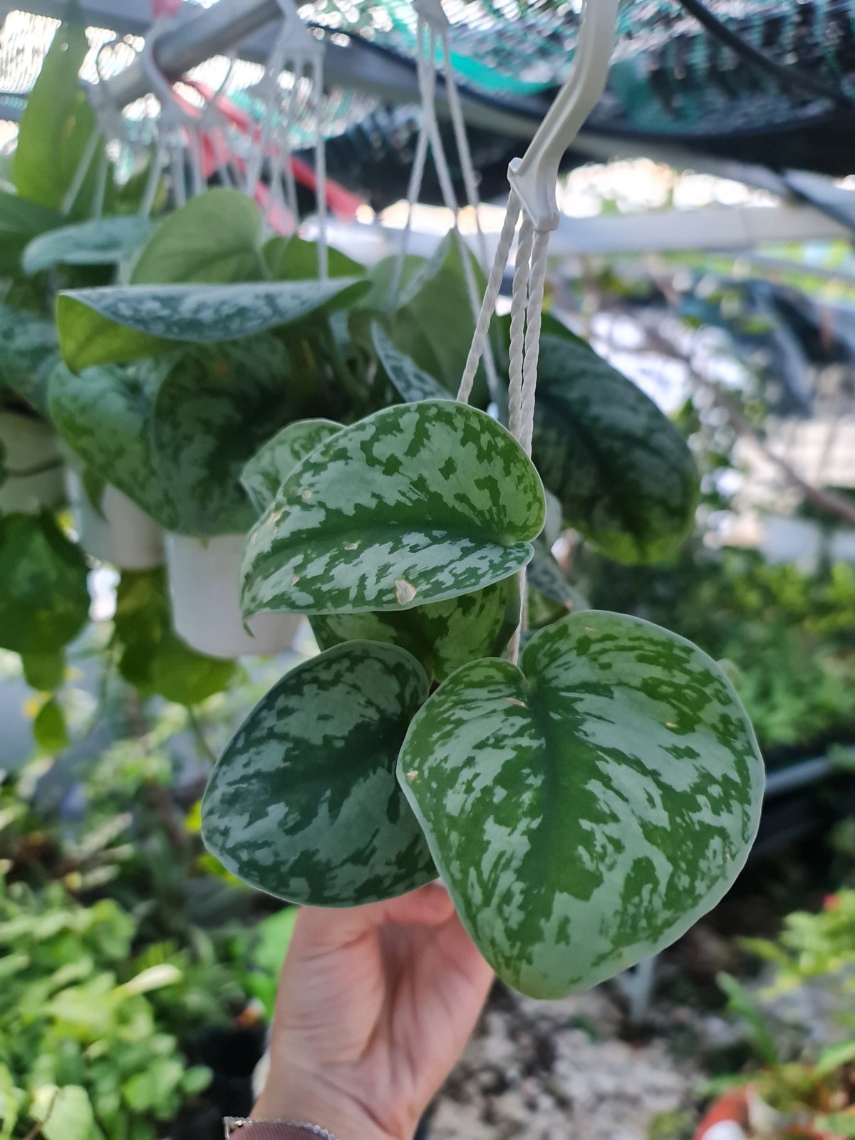 CÂY TRẦU BÀ LỤA GIỎ TREO Size Mini,(cao 10cm), cây phong thủy hút tài lộc để bàn mini GIÁ RẺ, lọc không khí, Cây Tươi Nguyên CTN1060 2