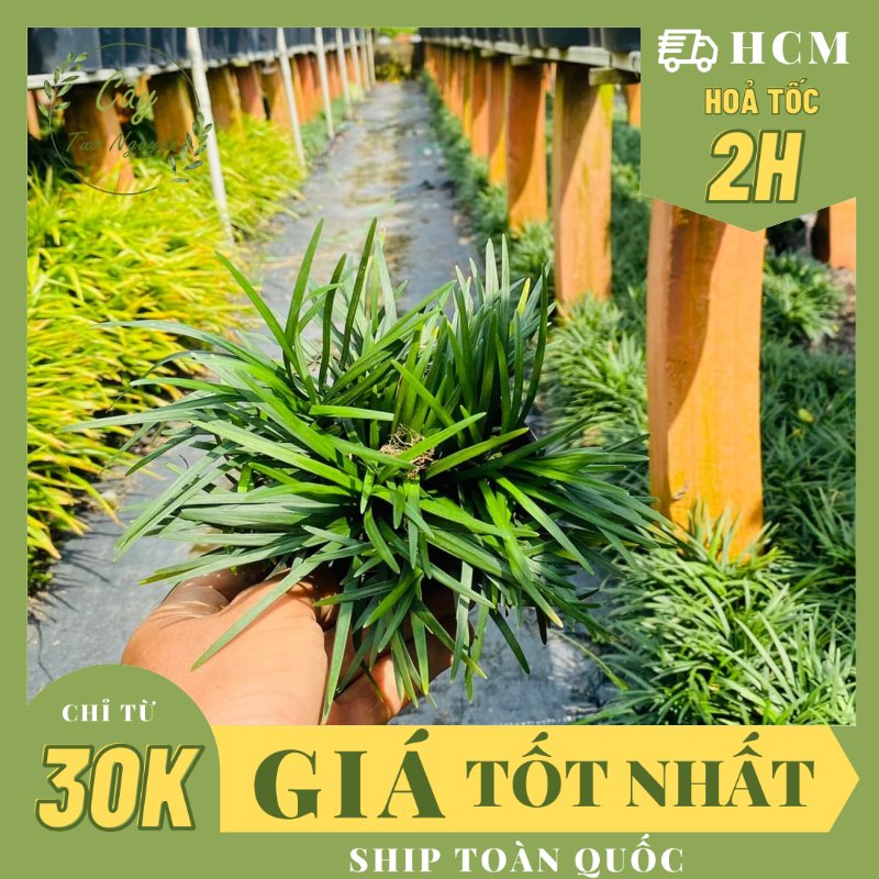 CÂY CỎ GẤU MỸ, (cao 5 cm), set hồ bán cạn, trồng chậu hoặc ban công sân vườn . terrarium, non bộ, tiểu cảnh, Cây Tươi Nguyên CTN1310