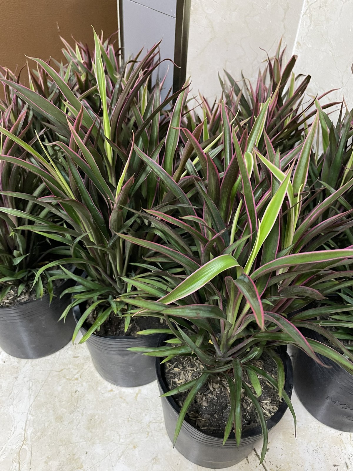 CÂY ÁNH DƯƠNG (HỒNG PHÁT TÀI), (cao 20cm), cây phong thủy hút tài lộc để bàn mini GIÁ RẺ, lọc không khí, Cây Tươi Nguyên CTN1050 3