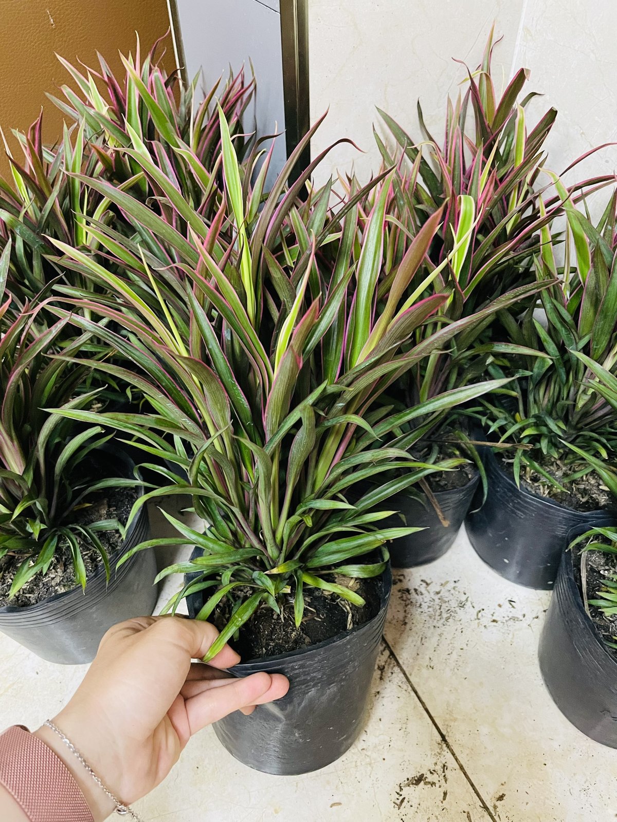 CÂY ÁNH DƯƠNG (HỒNG PHÁT TÀI), (cao 20cm), cây phong thủy hút tài lộc để bàn mini GIÁ RẺ, lọc không khí, Cây Tươi Nguyên CTN1050 2