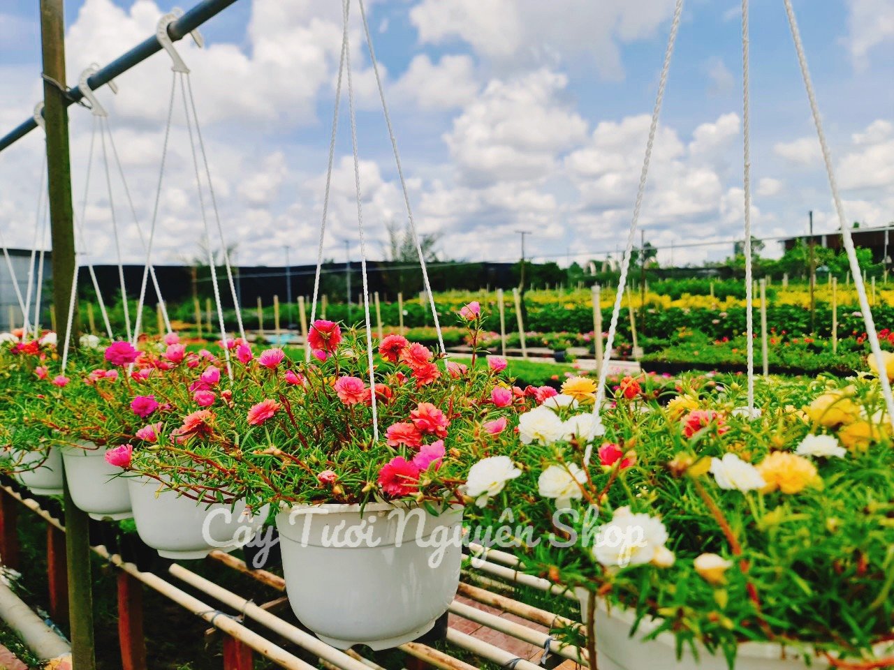 CÂY HOA MƯỜI GIỜ CHẬU TREO LỚN, (cao 15cm), Hoa giống cảnh sân vườn, ban công, dễ trồng GIÁ RẺ, nở quanh năm, Cây Tươi Nguyên CTN1120 3