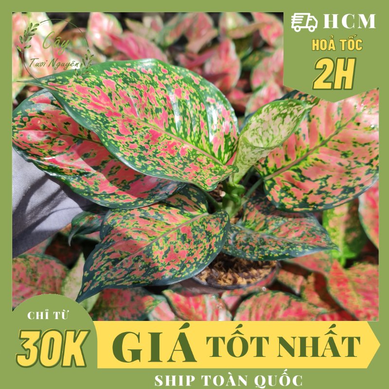 CÂY VẠN LỘC (THIÊN PHÚ), (cao 25cm), cây cảnh Trong nhà, kiểng lá mini để bàn Văn phòng đẹp, hợp Phong thuỷ, GIÁ RẺ, lọc không khí, Cây Tươi Nguyên CTN1140