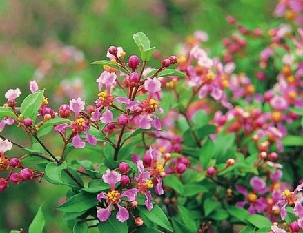CÂY HỒNG NGỌC MAI BONSAI (1 gốc bonsai), (cao 20cm), cây cảnh trồng sân vườn, làm bonsai tiểu cảnh, dễ trồng GIÁ RẺ, lọc không khí, Cây Tươi Nguyên 2
