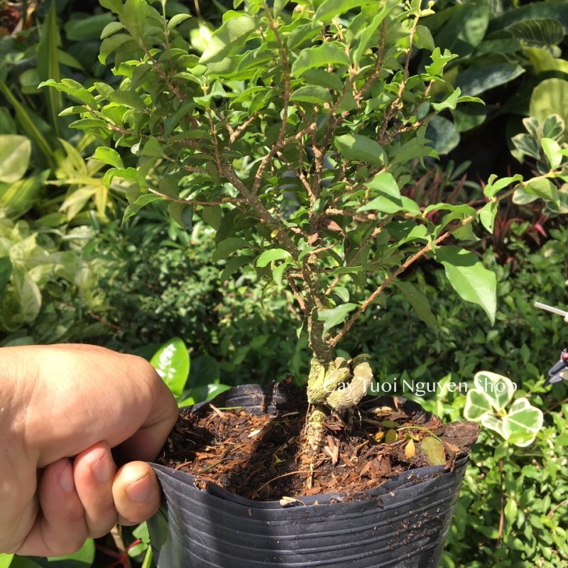 CÂY HỒNG NGỌC MAI BONSAI (1 gốc bonsai), (cao 20cm), cây cảnh trồng sân vườn, làm bonsai tiểu cảnh, dễ trồng GIÁ RẺ, lọc không khí, Cây Tươi Nguyên 3