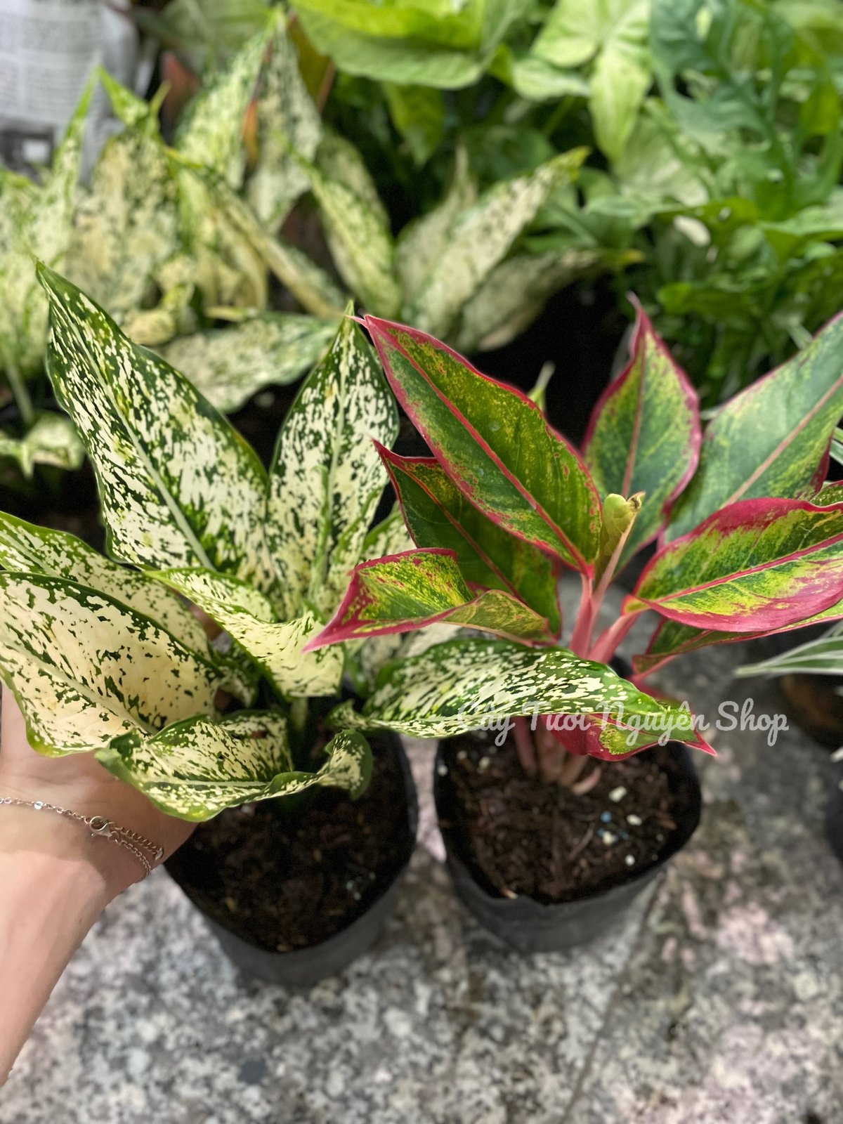 [GIÁ TỐT] COMBO 2 CHẬU (NGỌC NGÂN + PHÚ QUÝ) Chậu 1 thân, (cao 20cm), cây cảnh Trong nhà, kiểng lá mini để bàn Văn phòng đẹp, hợp Phong thuỷ, GIÁ RẺ, lọc không khí, Cây Tươi Nguyên CTN1340 3