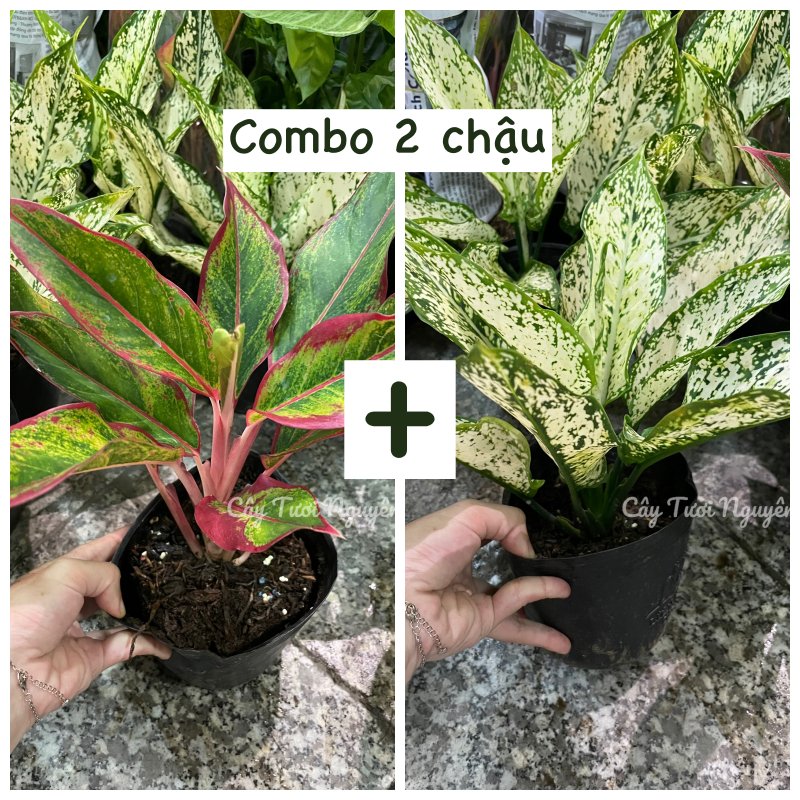 [GIÁ TỐT] COMBO 2 CHẬU (NGỌC NGÂN + PHÚ QUÝ) Chậu 1 thân, (cao 20cm), cây cảnh Trong nhà, kiểng lá mini để bàn Văn phòng đẹp, hợp Phong thuỷ, GIÁ RẺ, lọc không khí, Cây Tươi Nguyên CTN1340 2