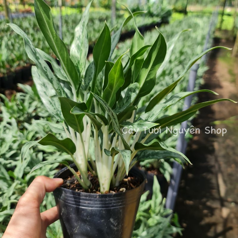 CÂY GIỮ TIỀN THÁI LÁ NHỎ, (cao 20cm), cây cảnh Trong nhà, kiểng lá mini để bàn Văn phòng đẹp, hợp Phong thuỷ, GIÁ RẺ, lọc không khí, Cây Tươi Nguyên CTN1130 2