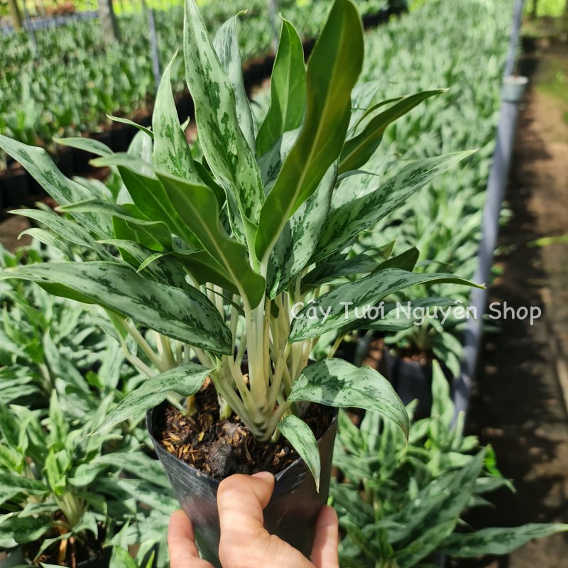 CÂY GIỮ TIỀN THÁI LÁ NHỎ, (cao 20cm), cây cảnh Trong nhà, kiểng lá mini để bàn Văn phòng đẹp, hợp Phong thuỷ, GIÁ RẺ, lọc không khí, Cây Tươi Nguyên CTN1130 3