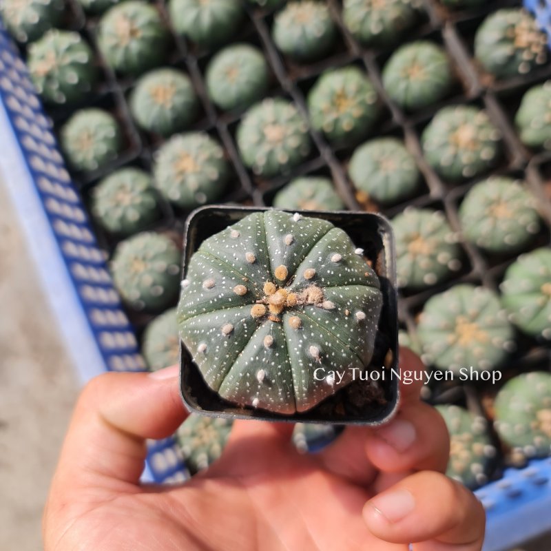 CÂY XƯƠNG RỒNG ASTER, (cao 3cm), xương rồng sen đá mini để bàn, trang trí sân vườn tiểu cảnh, dễ trồng, lọc không khí, Cây Tươi Nguyên CTN1320 3