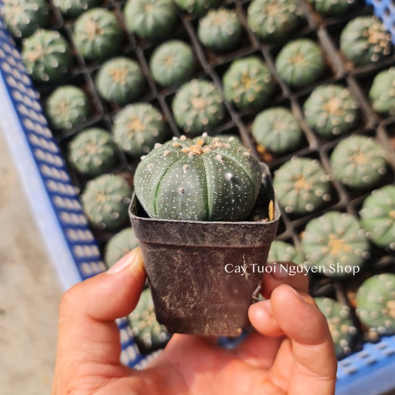 CÂY XƯƠNG RỒNG ASTER, (cao 3cm), xương rồng sen đá mini để bàn, trang trí sân vườn tiểu cảnh, dễ trồng, lọc không khí, Cây Tươi Nguyên CTN1320 2