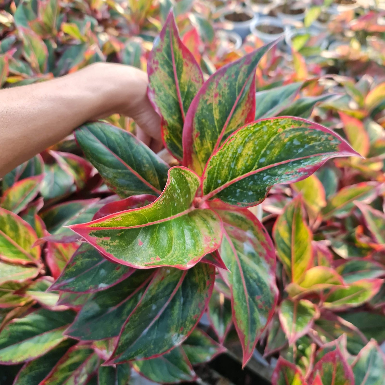 CÂY PHÚ QUÝ ĐỎ, (cao 25cm), cây phong thủy hút tài lộc để bàn mini GIÁ RẺ, lọc không khí, Cây Tươi Nguyên CTN0850a 2