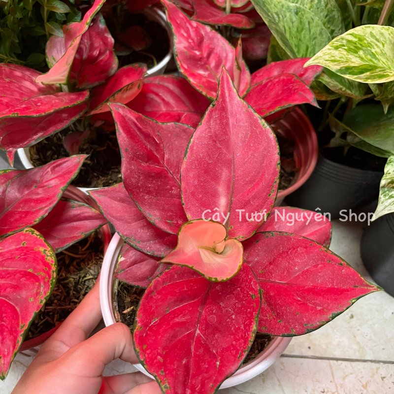 CÂY LỘC SON (VẠN LỘC ĐỎ), (cao 15cm), cây cảnh Trong nhà, kiểng lá mini để bàn Văn phòng đẹp, hợp Phong thuỷ, GIÁ RẺ, lọc không khí, Cây Tươi Nguyên CTN1250 3