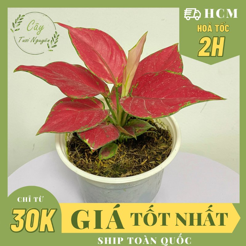 CÂY LỘC SON (VẠN LỘC ĐỎ), (cao 15cm), cây cảnh Trong nhà, kiểng lá mini để bàn Văn phòng đẹp, hợp Phong thuỷ, GIÁ RẺ, lọc không khí, Cây Tươi Nguyên CTN1250