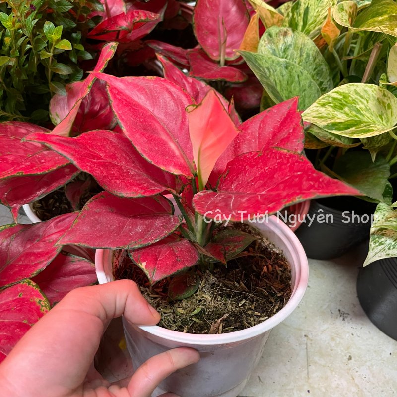 CÂY LỘC SON (VẠN LỘC ĐỎ), (cao 15cm), cây cảnh Trong nhà, kiểng lá mini để bàn Văn phòng đẹp, hợp Phong thuỷ, GIÁ RẺ, lọc không khí, Cây Tươi Nguyên CTN1250 2