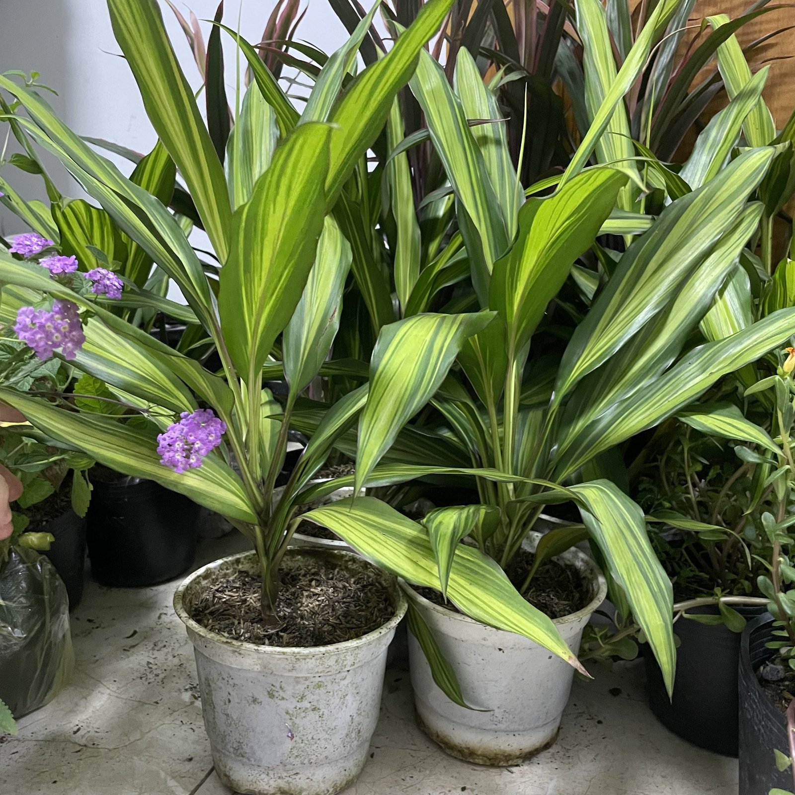 CÂY PHÁT TÀI HOÀNG KIM, (cao 35cm), cây phong thủy hút tài lộc để bàn mini GIÁ RẺ, lọc không khí, Cây Tươi Nguyên CTN1100 3