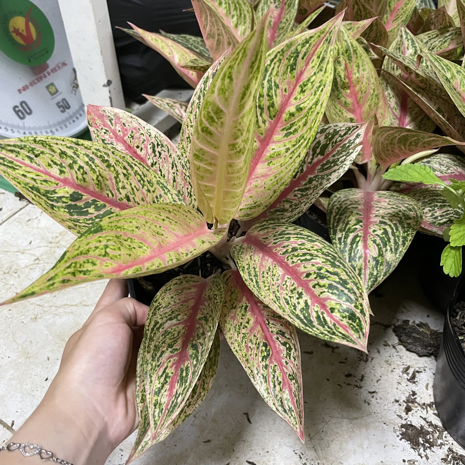 CÂY THỊNH VƯỢNG, (cao 15cm), cây phong thủy hút tài lộc để bàn mini GIÁ RẺ, lọc không khí, Cây Tươi Nguyên CTN1090 2