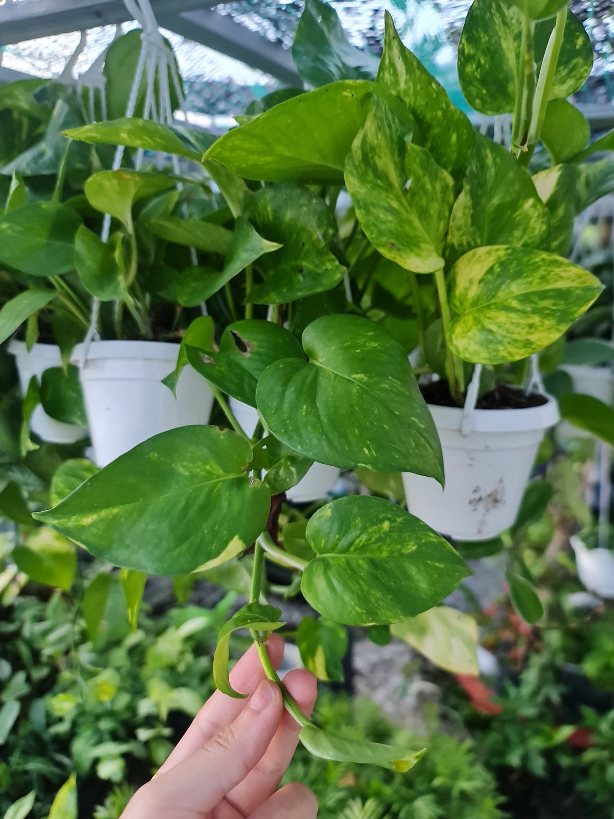CÂY TRẦU BÀ XANH GIỎ TREO Size Mini, (cao 10cm), cây phong thủy hút tài lộc để bàn mini GIÁ RẺ, lọc không khí, Cây Tươi Nguyên CTN1070 3