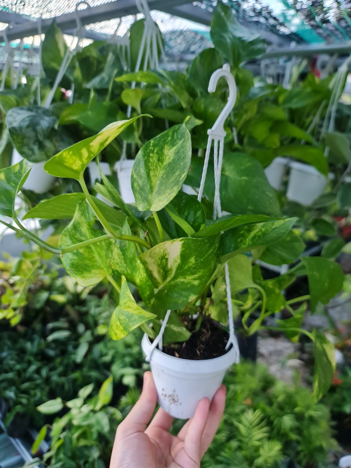 CÂY TRẦU BÀ XANH GIỎ TREO Size Mini, (cao 10cm), cây phong thủy hút tài lộc để bàn mini GIÁ RẺ, lọc không khí, Cây Tươi Nguyên CTN1070 2