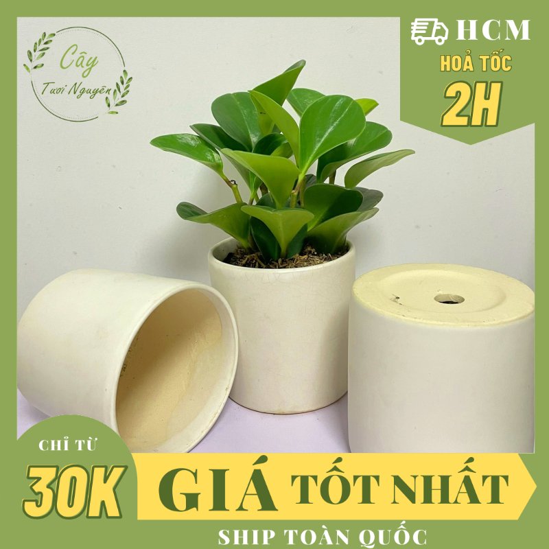 CHẬU TRỤ TRẮNG ĐẤT NUNG (11x10.5cm) (1 chậu), gốm đất nung, chậu cây cảnh mini, sen đá, xương rồng Cây Tươi Nguyên CTN0970