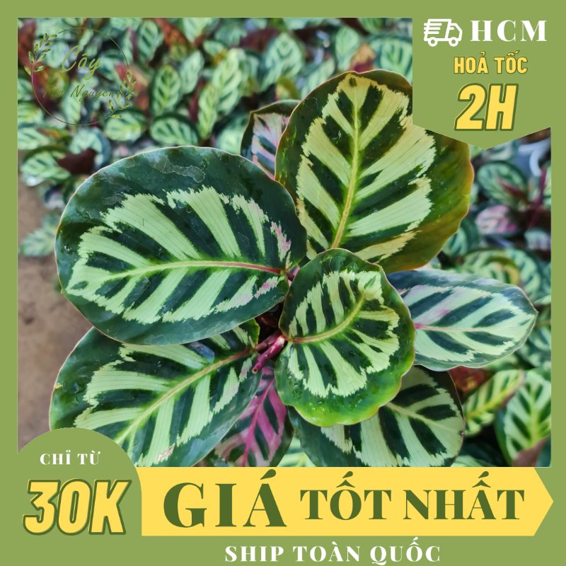 CÂY ĐUÔI CÔNG KẺ THÁI, (cao 25cm), cây phong thủy hút tài lộc để bàn mini GIÁ RẺ, lọc không khí, Cây Tươi Nguyên CTN0790