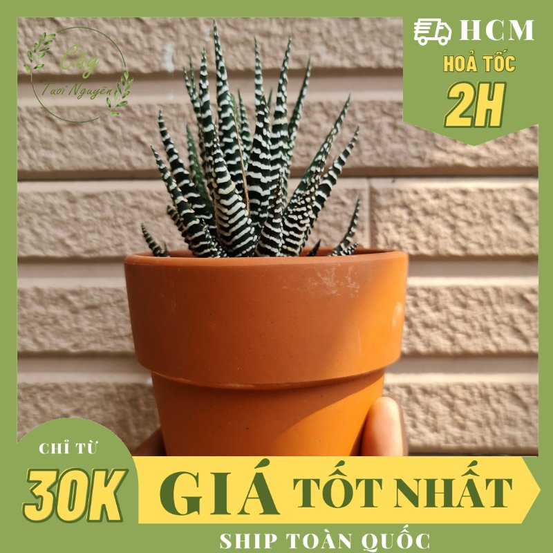CÂY SEN ĐÁ MONG RỒNG ,(cao 5cm), cây phong thủy hút tài lộc để bàn mini GIÁ RẺ, lọc không khí, Cây Tươi Nguyên CTN0520
