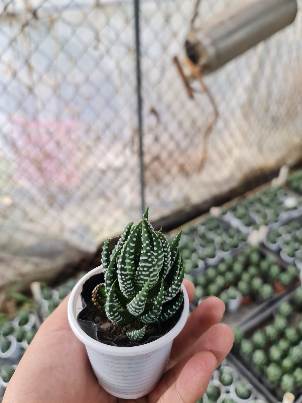 CÂY SEN ĐÁ MONG RỒNG ,(cao 5cm), cây phong thủy hút tài lộc để bàn mini GIÁ RẺ, lọc không khí, Cây Tươi Nguyên CTN0520 2
