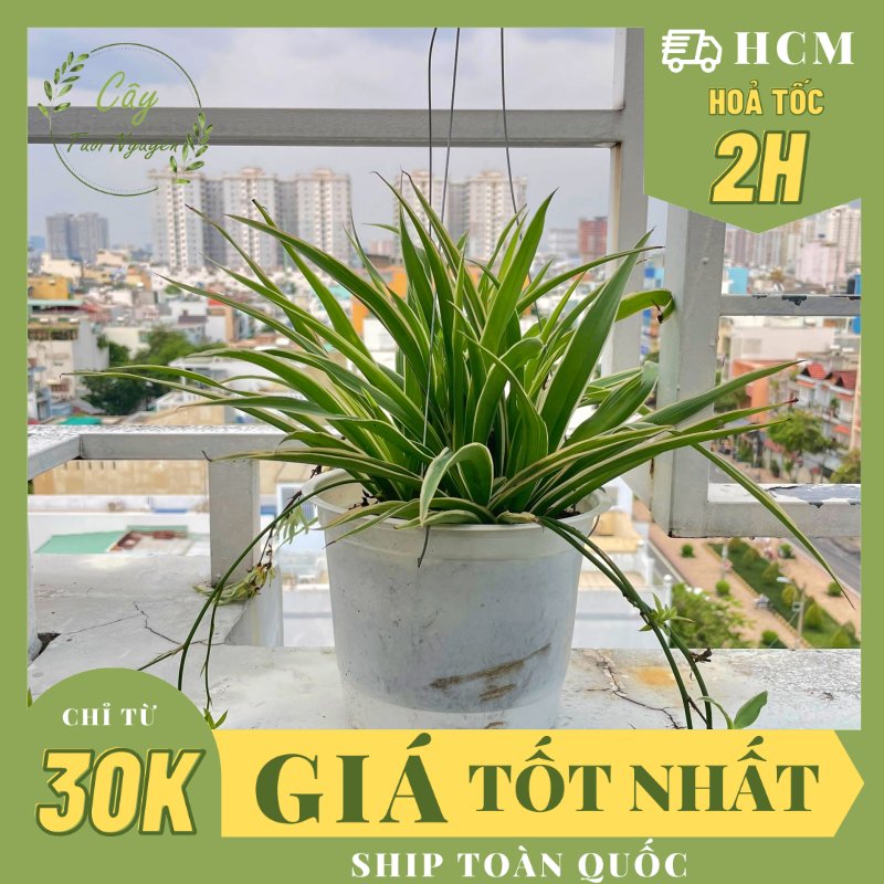 CÂY LAN CHI (DÂY NHỆN) GIỎ TREO Size LỚN, (cao 20cm), cây phong thủy hút tài lộc để bàn mini GIÁ RẺ, lọc không khí, Cây Tươi Nguyên CTN0930