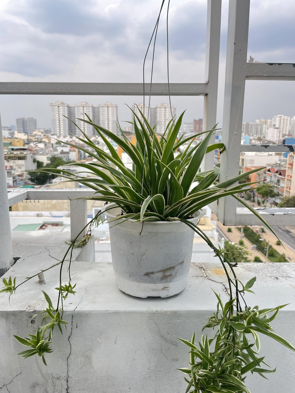 CÂY LAN CHI (DÂY NHỆN) GIỎ TREO Size LỚN, (cao 20cm), cây phong thủy hút tài lộc để bàn mini GIÁ RẺ, lọc không khí, Cây Tươi Nguyên CTN0930 3