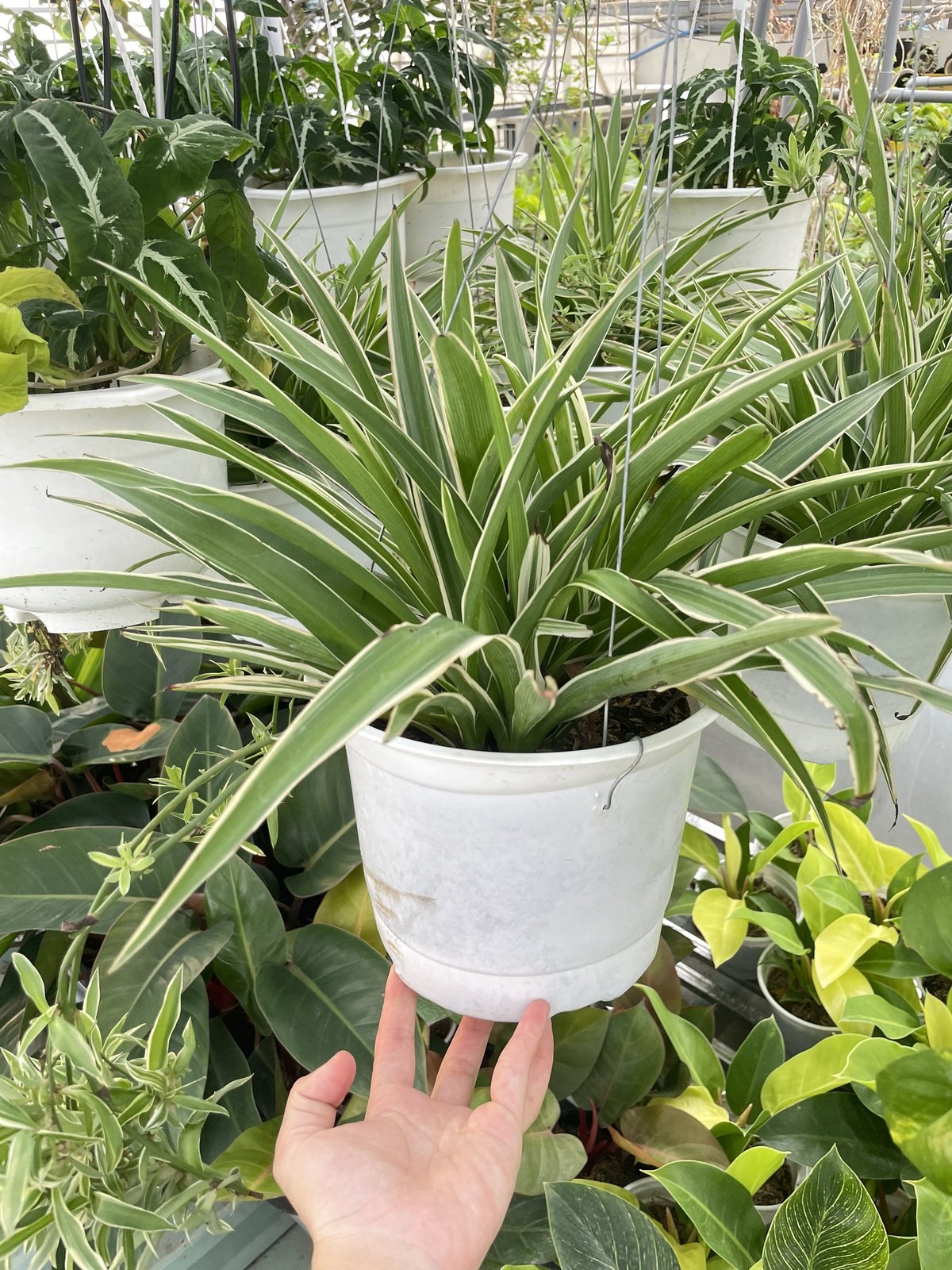 CÂY LAN CHI (DÂY NHỆN) GIỎ TREO Size LỚN, (cao 20cm), cây phong thủy hút tài lộc để bàn mini GIÁ RẺ, lọc không khí, Cây Tươi Nguyên CTN0930 2