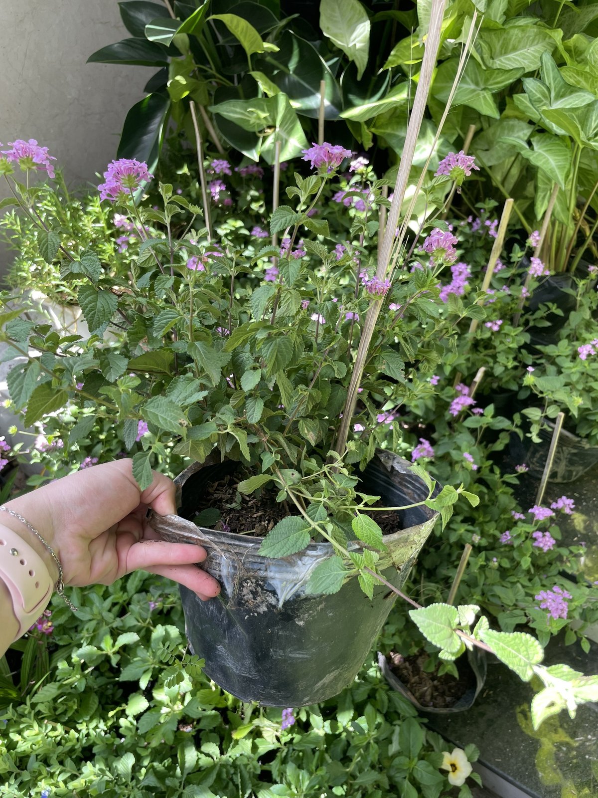 CÂY HOA NGŨ SẮC TÍM, (cao 25cm), Cây cảnh, dễ trồng GIÁ RẺ, nở quanh năm, Cây Tươi Nguyên CTN0380 2
