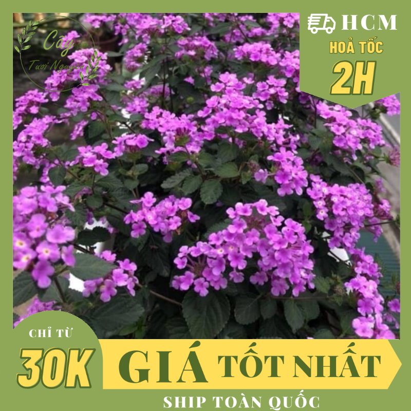 CÂY HOA NGŨ SẮC TÍM, (cao 25cm), Cây cảnh, dễ trồng GIÁ RẺ, nở quanh năm, Cây Tươi Nguyên CTN0380