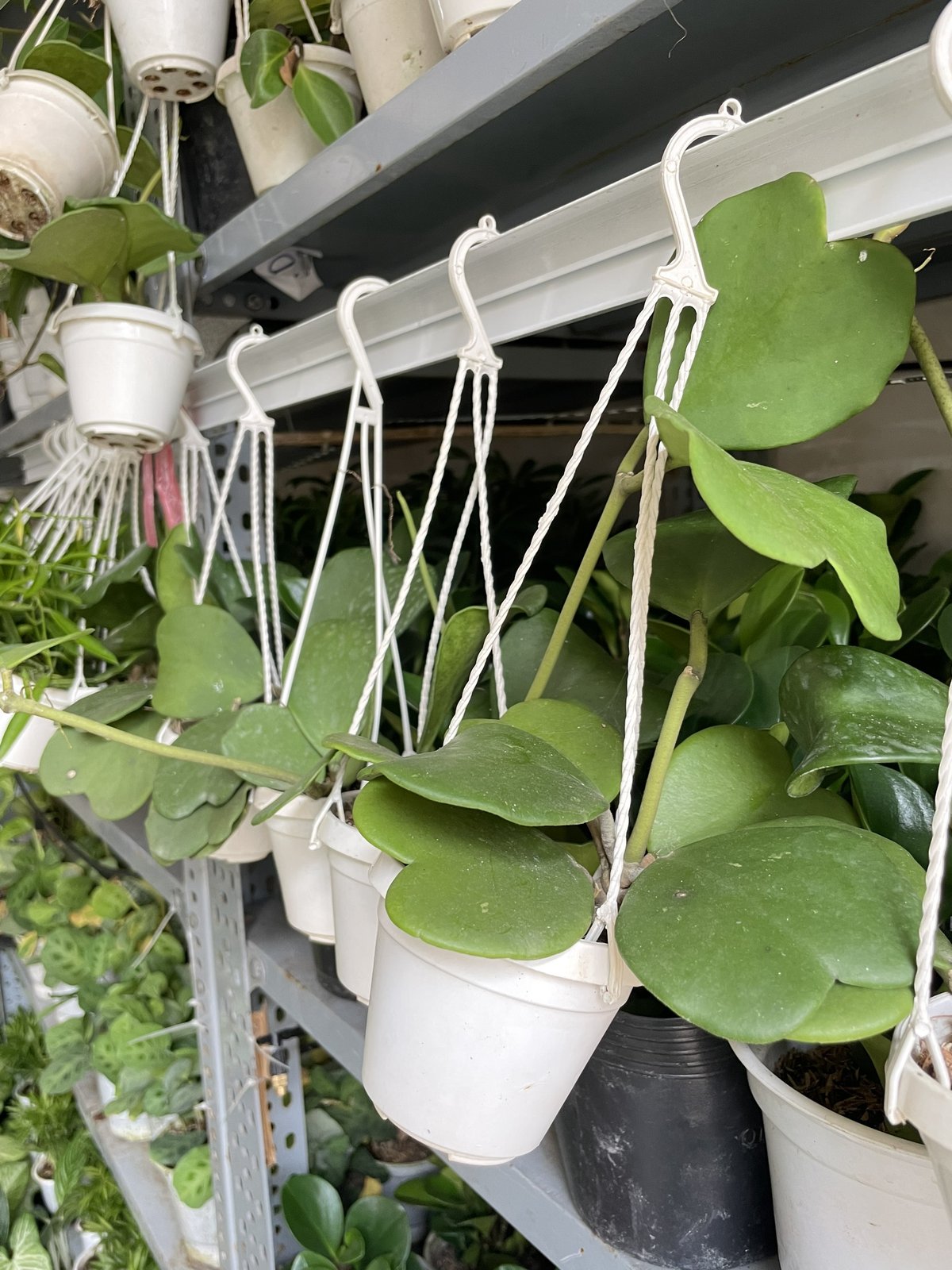 CÂY CẨM CÙ LÁ TIM Size MINI, (cao 10cm), Cây cảnh, dễ trồng GIÁ RẺ, nở quanh năm, Cây Tươi Nguyên CTN0960 3