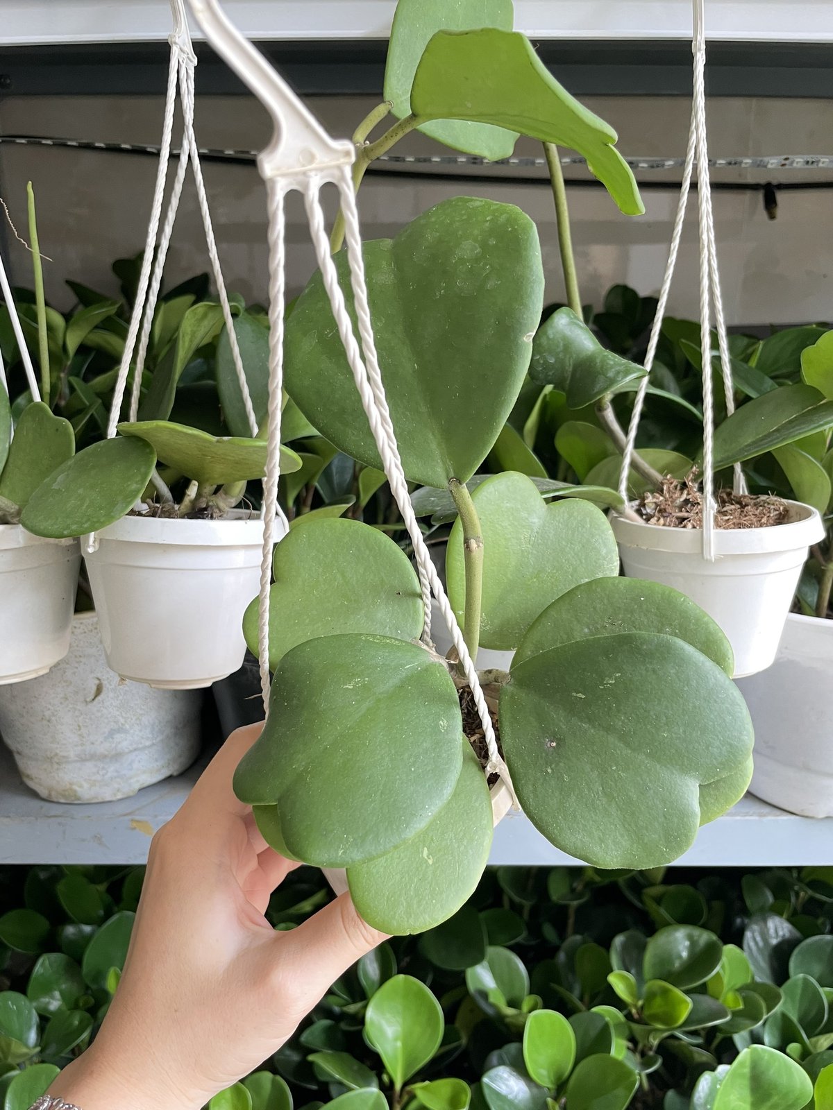 CÂY CẨM CÙ LÁ TIM Size MINI, (cao 10cm), Cây cảnh, dễ trồng GIÁ RẺ, nở quanh năm, Cây Tươi Nguyên CTN0960 2