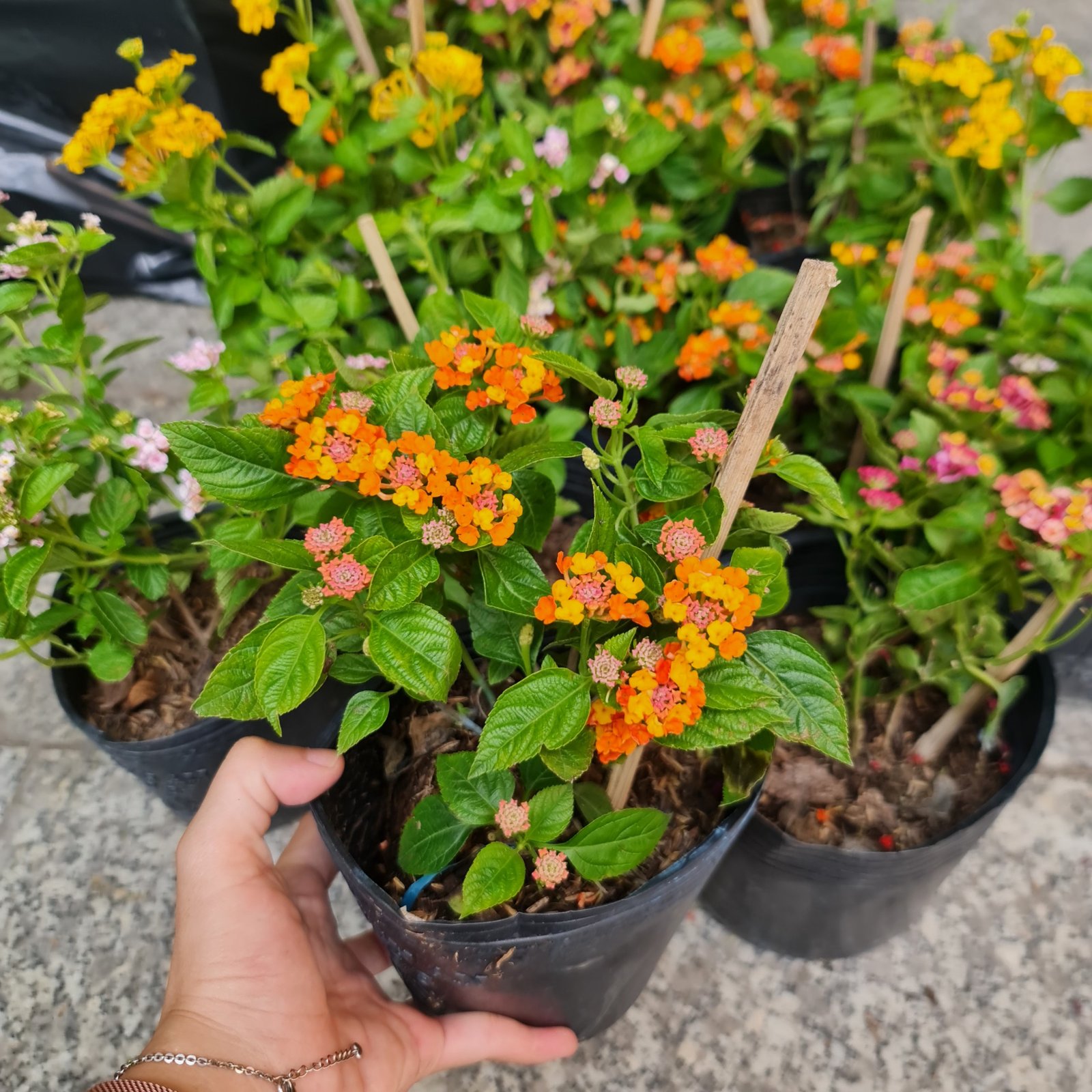 [CHỈ GIAO HCM] CÂY HOA NGŨ SẮC NHIỀU MÀU, (cao 15cm), Cây cảnh, dễ trồng GIÁ RẺ, nở quanh năm, Cây Tươi Nguyên CTN0870 3
