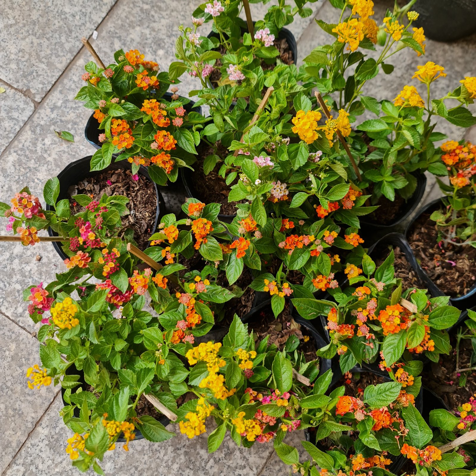 [CHỈ GIAO HCM] CÂY HOA NGŨ SẮC NHIỀU MÀU, (cao 15cm), Cây cảnh, dễ trồng GIÁ RẺ, nở quanh năm, Cây Tươi Nguyên CTN0870 2