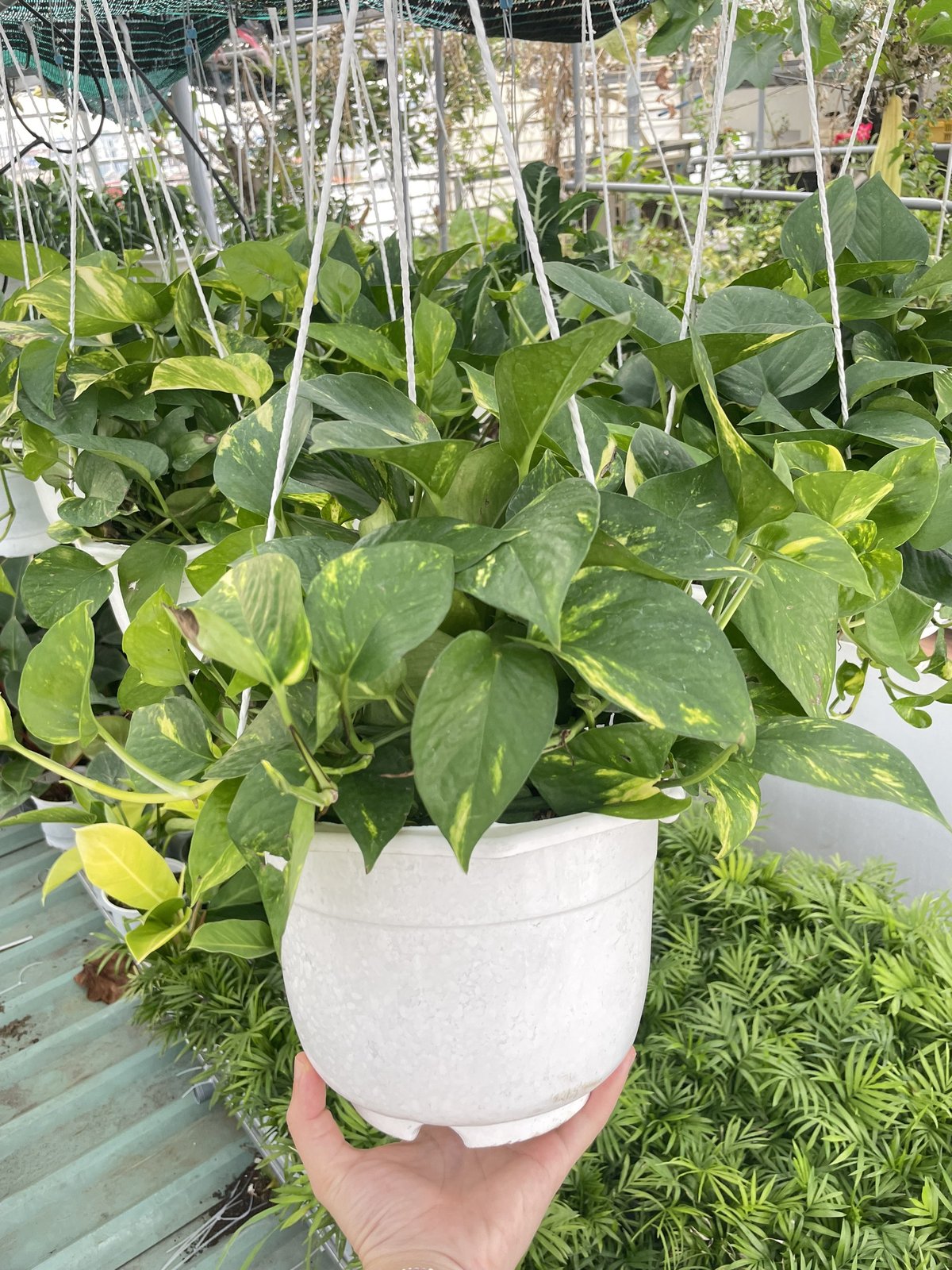 CÂY TRẦU BÀ GIỎ TREO Size LỚN, (cao 20cm), cây phong thủy hút tài lộc để bàn mini GIÁ RẺ, lọc không khí, Cây Tươi Nguyên CTN0940 2