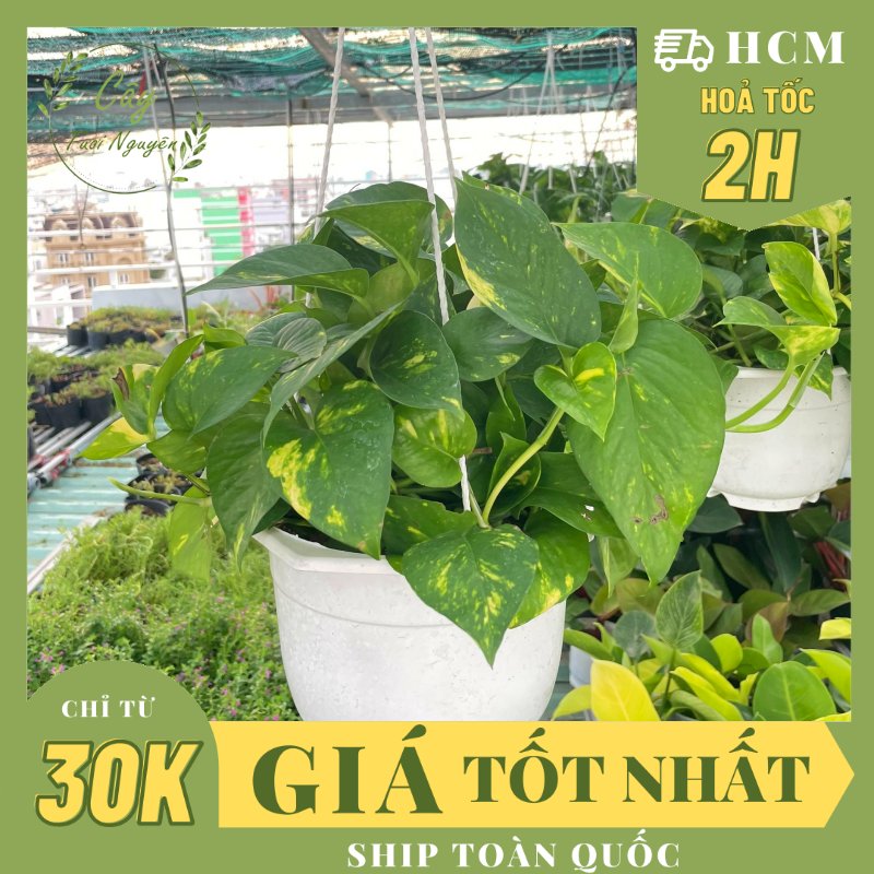 CÂY TRẦU BÀ GIỎ TREO Size LỚN, (cao 20cm), cây phong thủy hút tài lộc để bàn mini GIÁ RẺ, lọc không khí, Cây Tươi Nguyên CTN0940