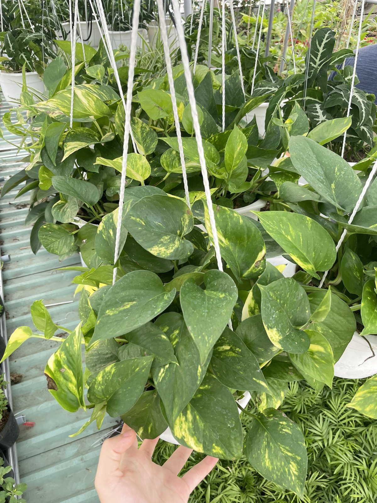 CÂY TRẦU BÀ GIỎ TREO Size LỚN, (cao 20cm), cây phong thủy hút tài lộc để bàn mini GIÁ RẺ, lọc không khí, Cây Tươi Nguyên CTN0940 3