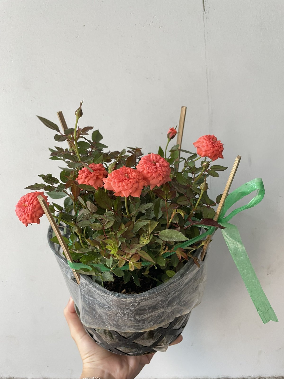 CÂY HOA HỒNG TỶ MUỘI 3 MÀU, (cao 15cm), Cây cảnh, dễ trồng GIÁ RẺ, nở quanh năm, Cây Tươi Nguyên CTN0910 2