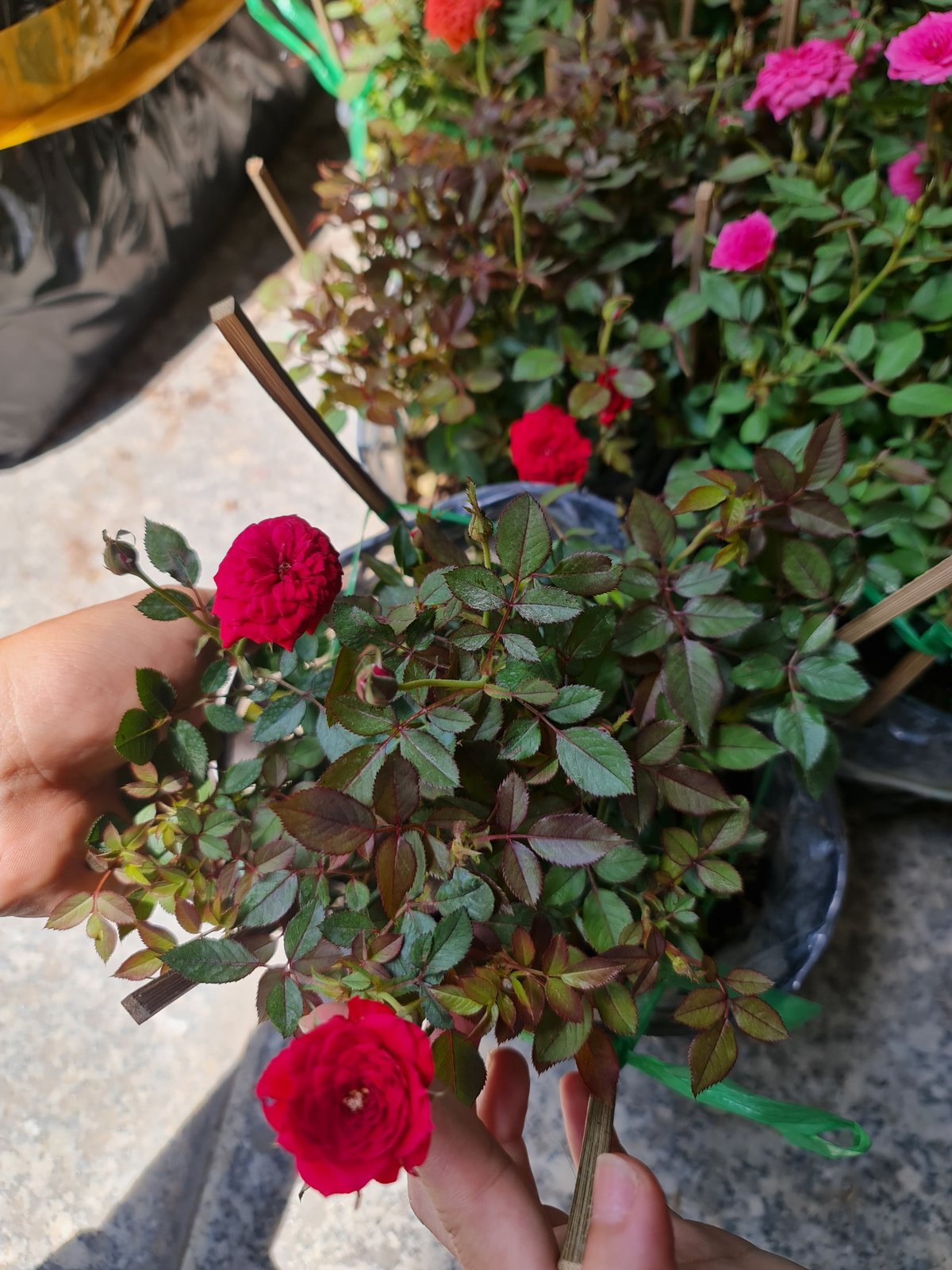 CÂY HOA HỒNG TỶ MUỘI 3 MÀU, (cao 15cm), Cây cảnh, dễ trồng GIÁ RẺ, nở quanh năm, Cây Tươi Nguyên CTN0910 3
