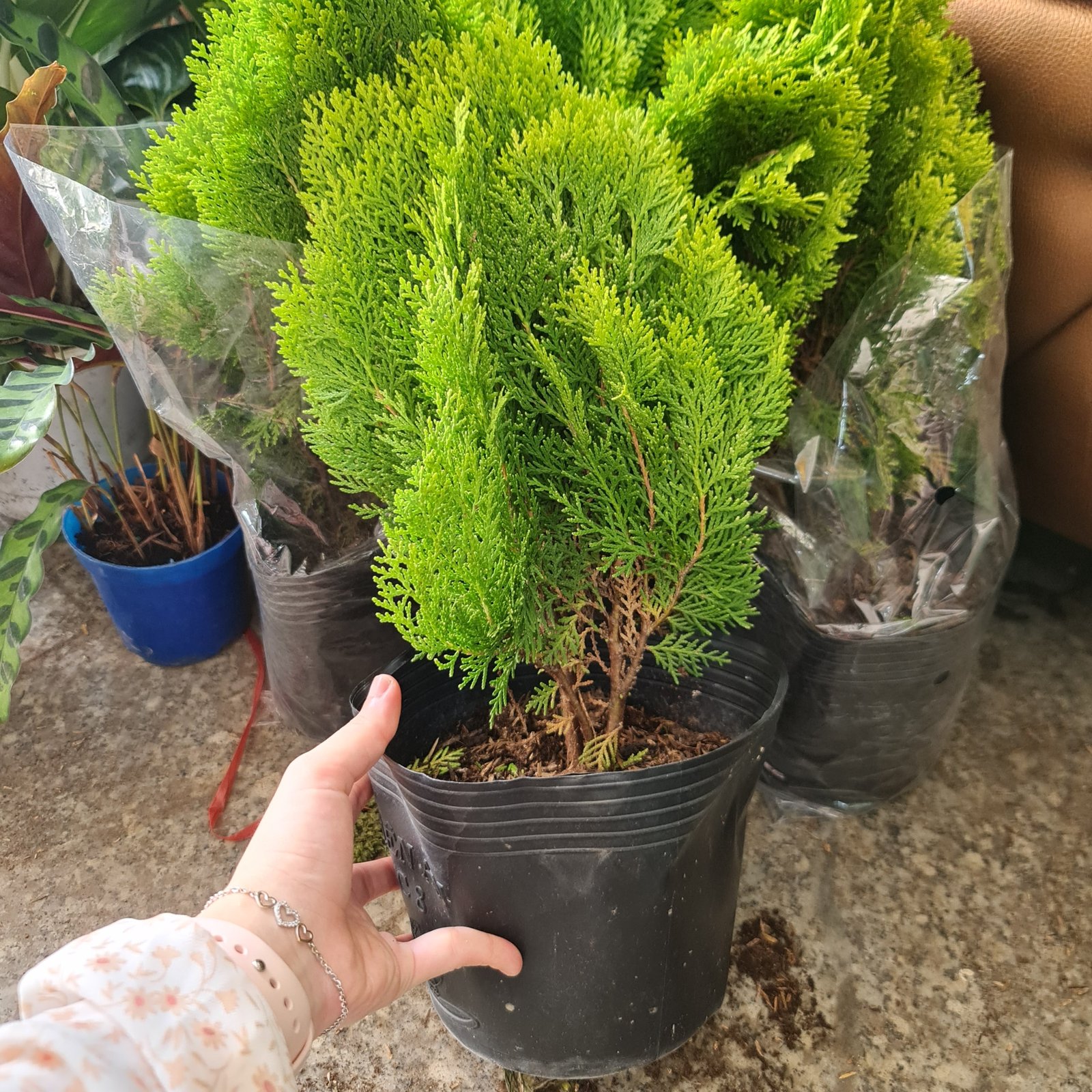 CÂY TRẮC BÁCH DIỆP, (cao 30cm), cây phong thủy hút tài lộc để bàn mini GIÁ RẺ, lọc không khí, Cây Tươi Nguyên CTN0740 3