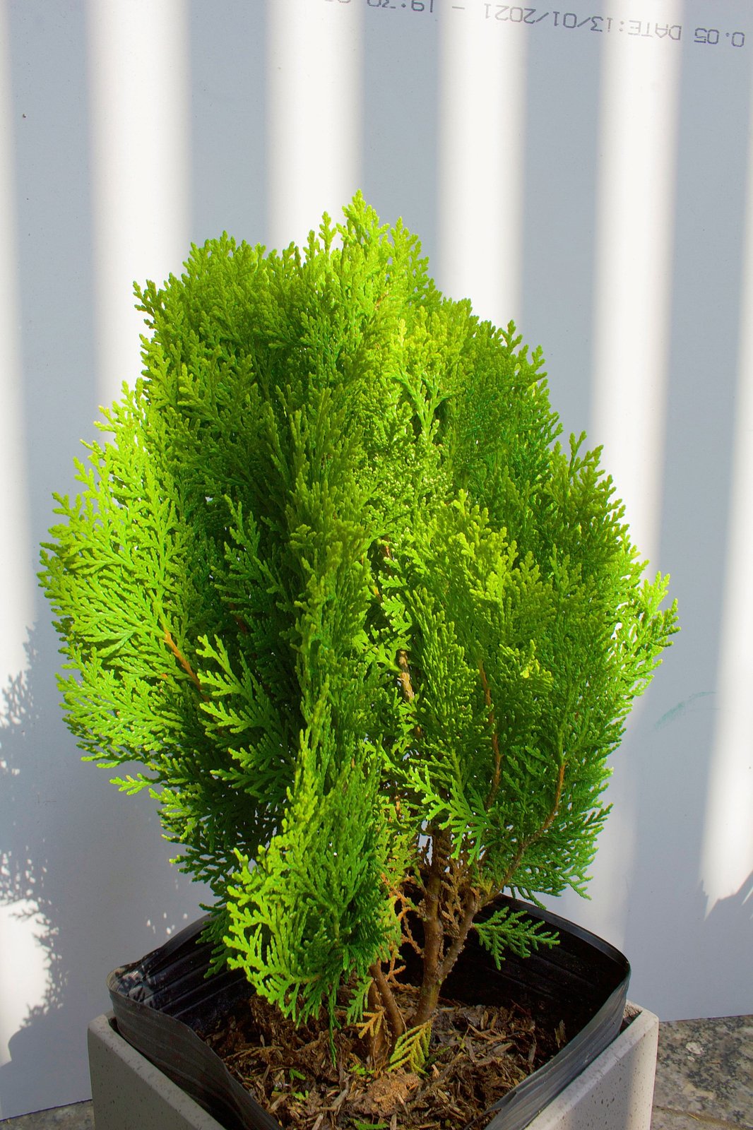 CÂY TRẮC BÁCH DIỆP, (cao 30cm), cây phong thủy hút tài lộc để bàn mini GIÁ RẺ, lọc không khí, Cây Tươi Nguyên CTN0740 2