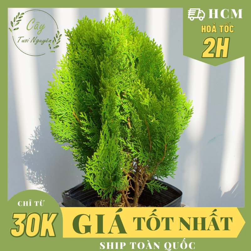 CÂY TRẮC BÁCH DIỆP, (cao 30cm), cây phong thủy hút tài lộc để bàn mini GIÁ RẺ, lọc không khí, Cây Tươi Nguyên CTN0740
