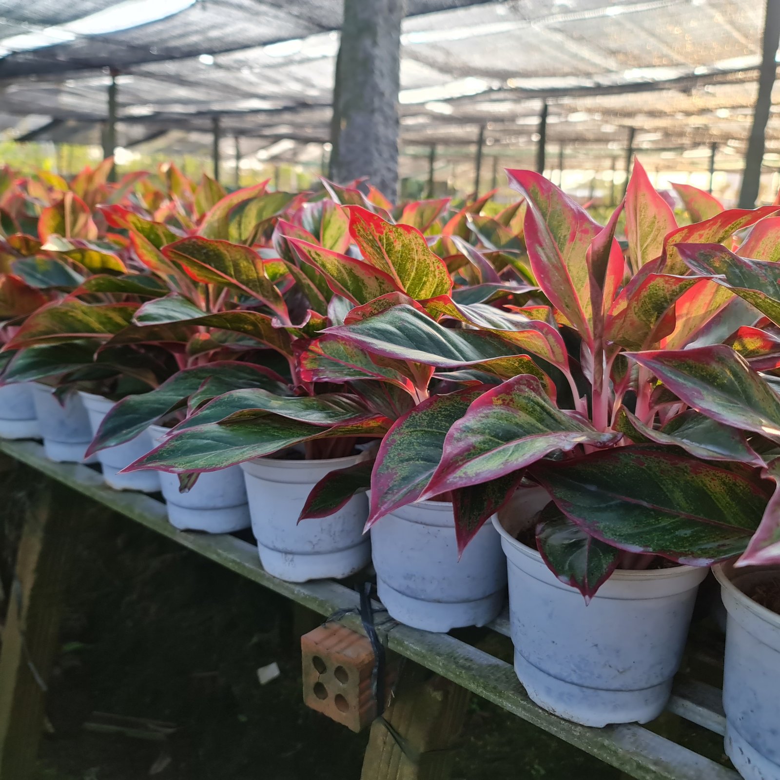 CÂY PHÚ QUÝ, (cao 25cm), cây phong thủy hút tài lộc để bàn mini GIÁ RẺ, lọc không khí, Cây Tươi Nguyên CTN0850 2