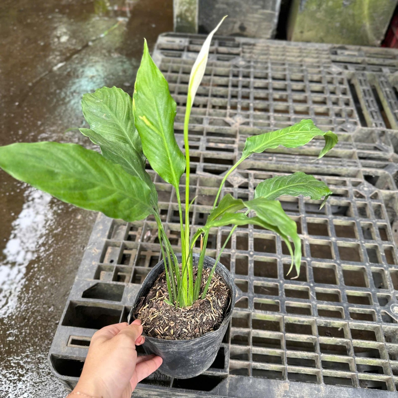CÂY LAN Ý SIÊU BÔNG, (cao 20cm), Cây cảnh, dễ trồng GIÁ RẺ, nở quanh năm, Cây Tươi Nguyên CTN0810 3