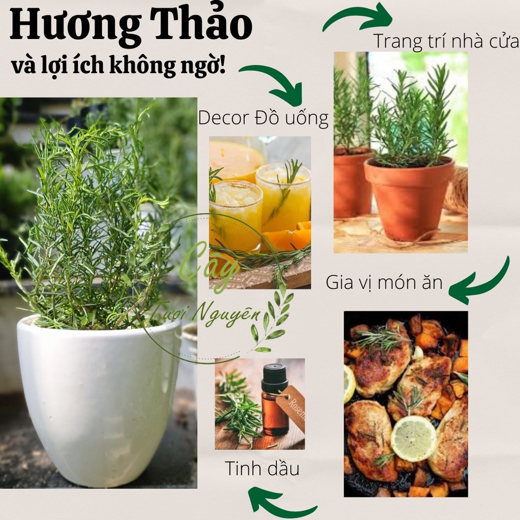 GIỐNG CÂY HƯƠNG THẢO (Rosemary), (cao 15-20cm), thuần khí hậu nóng Sài Gòn, cây hương liệu, Cây Tươi Nguyên CTN0750 2