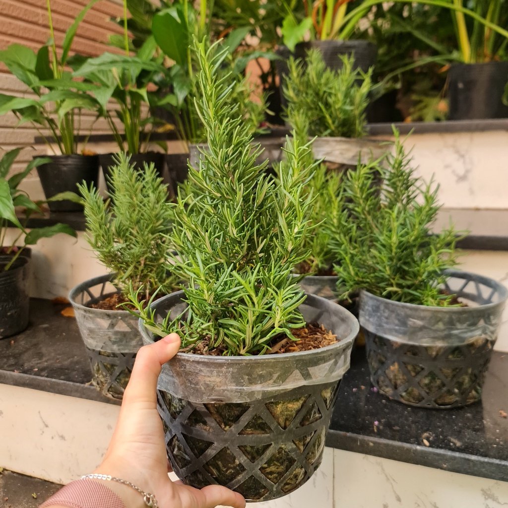 GIỐNG CÂY HƯƠNG THẢO (Rosemary), (cao 15-20cm), thuần khí hậu nóng Sài Gòn, cây hương liệu, Cây Tươi Nguyên CTN0750 3